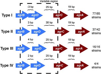 The Staphylococcus aureus Two-Component System AgrAC Displays Four Distinct Genomic Arrangements That Delineate Genomic Virulence Factor Signatures